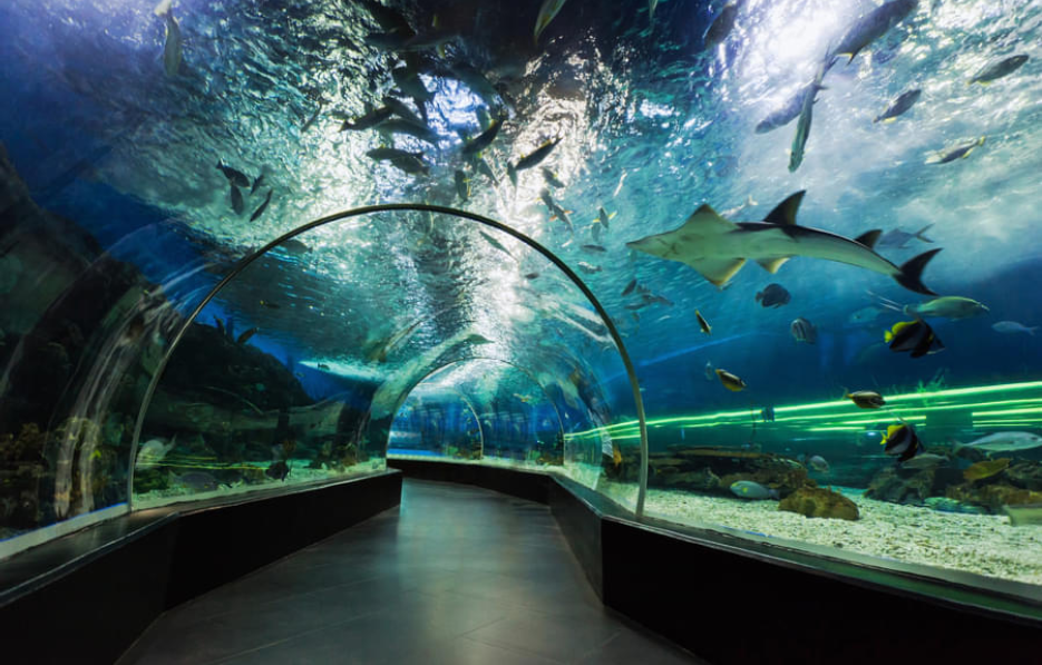 Discover Pocket-Friendly Dubai with FREE Dubai Aquarium Ticket