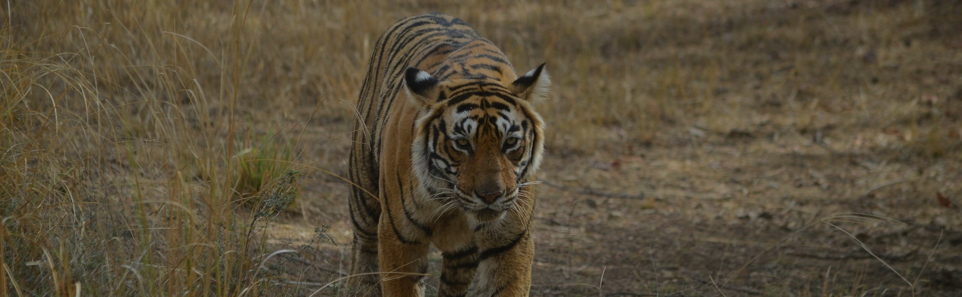 Radiant Jaipur With Tiger Trail